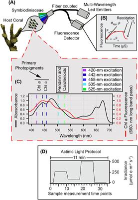 A phenomic modeling approach for using chlorophyll-a fluorescence-based measurements on coral photosymbionts